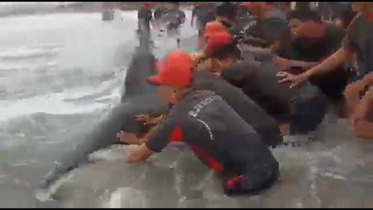 VIDEO: Militares salvaron a una ballena varada en Santa Elena