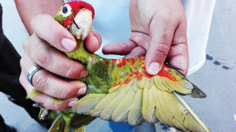 Ciudadano que pretendía vender un perico fue sentenciado a prisión