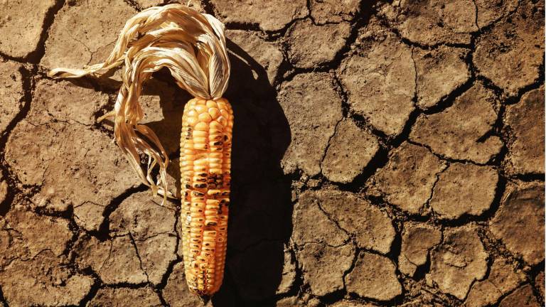 $!Una menor producción agrícola puede traducirse en menor oferta de alimentos, incrementos de precios y una reducción del poder adquisitivo de las familias.
