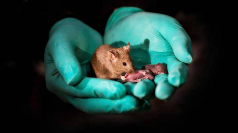 Científicos de la Universidad de Osaka informan que crearon ratones a partir de dos padres.