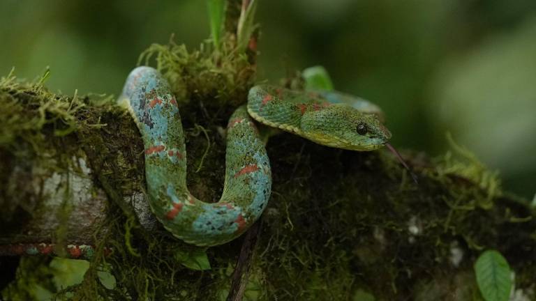 El bosque de las especies rescatadas