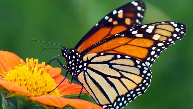 $!La mariposa monarca está en peligro de extinción