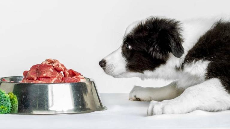 ¿La comida cruda puede ser perjudicial para tu mascota?