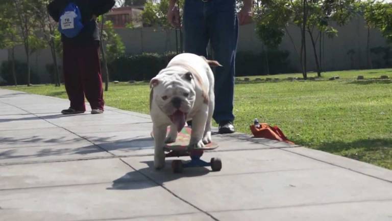 Un bulldog skater compite como perro deportista del año
