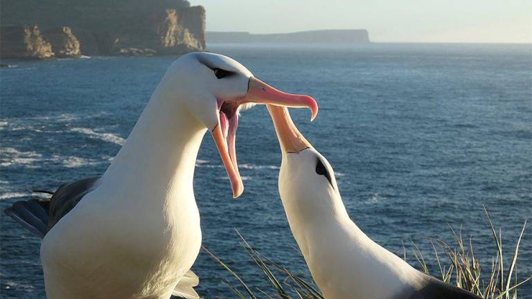 Los albatros se están volviendo infieles a causa del calentamiento global