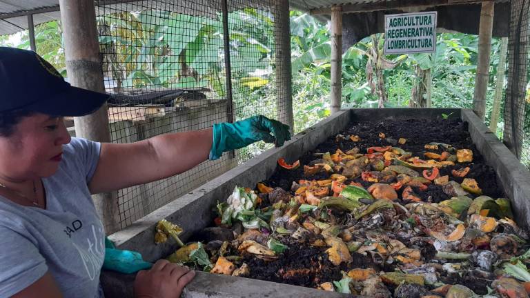 $!Dentro de Plan Cacao se promueve la obtención de abono y biol, a través de la lombricultura.