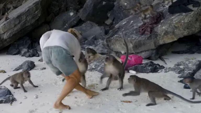VIDEO: Pareja de youtubers tuvo que pelear contra monos en una playa de Tailandia para proteger a sus hijos
