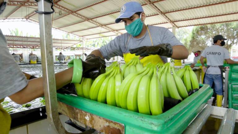 Responsabilidad compartida pide Latinoamérica para afrontar el impacto de costos en el banano
