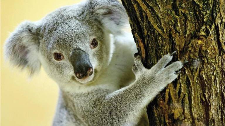 Australia declara a los koalas como especie en peligro