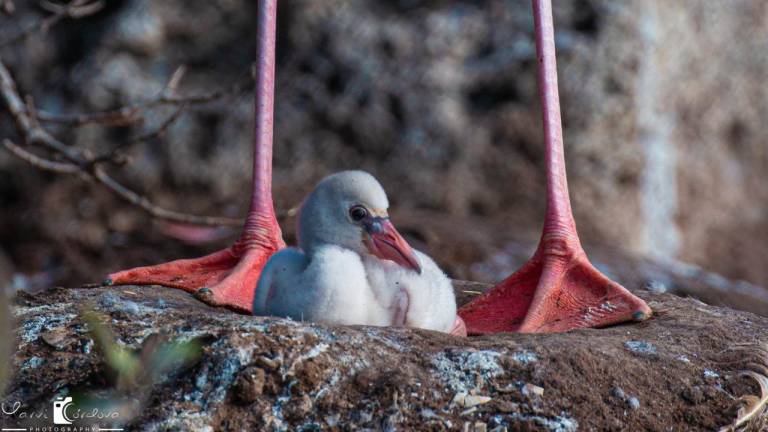 $!Flamingos vuelven a la isla Rábida en Galápagos, 20 años después