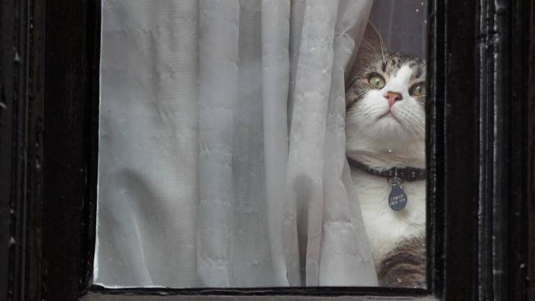 ¿Assange usó a su gato para espiar?