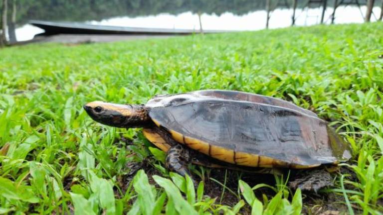 24 animales rescatados volvieron a su hábitat natural en el Yasuní