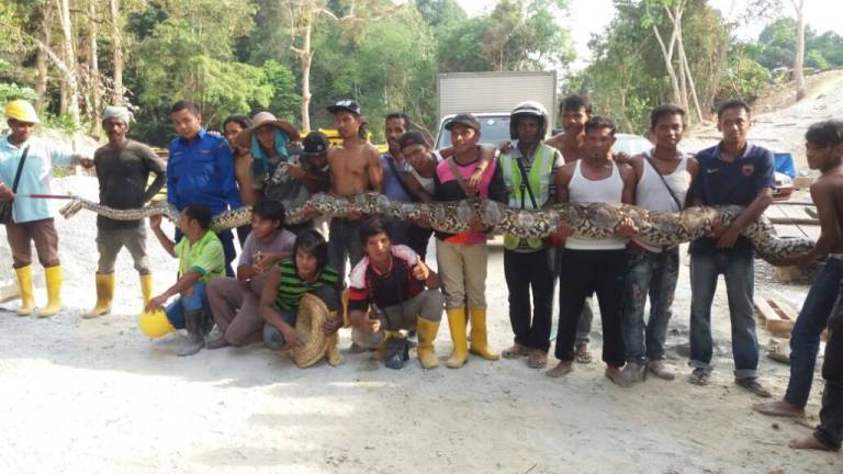 Hallan en Malasia a una pitón gigante