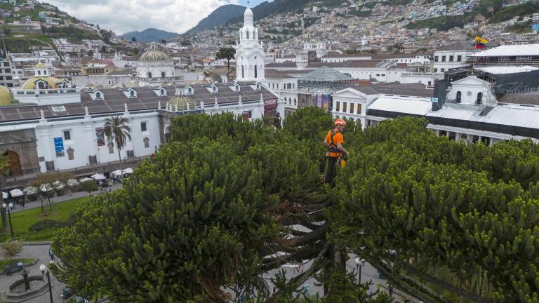 $!Tras trepar a la araucaria, en Quito, el italiano dijo a EFE que notó algo de sequedad en el árbol, pero no es peligroso.