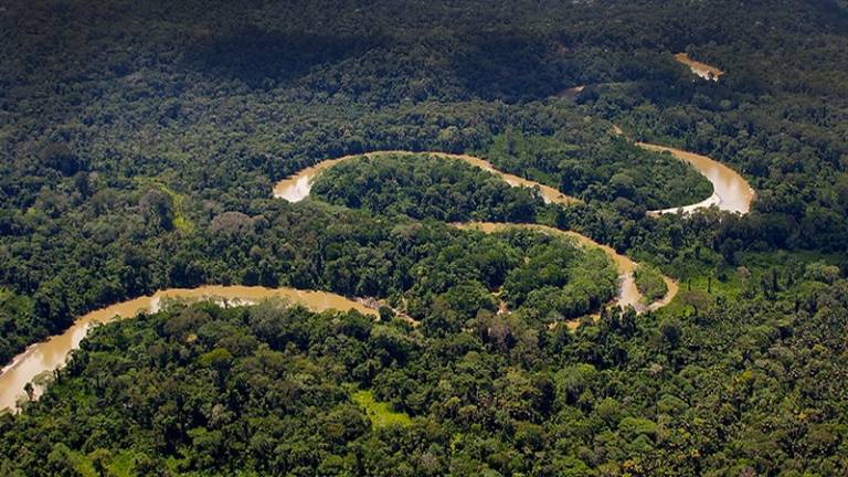 Inteligencia artificial para identificar árboles en la Amazonía de Ecuador