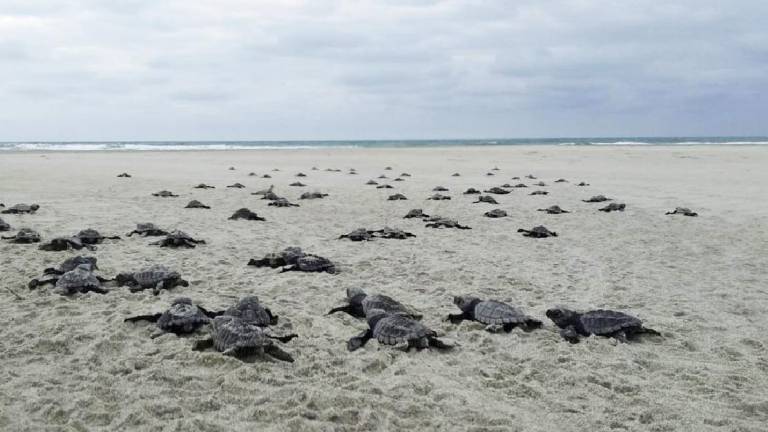 $!78 tortugas golfinas que nacieron en la playa de Portete en Esmeraldas, en octubre del 2020.