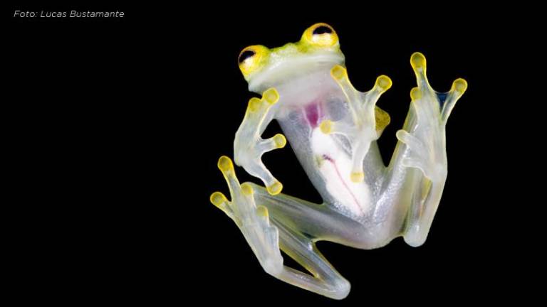 Descubren dos nuevas especies de ranas de cristal en Ecuador
