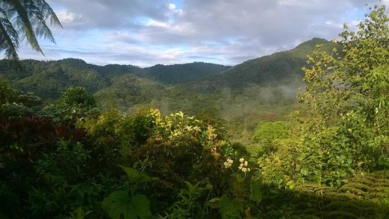 ¿En qué consiste la sentencia histórica a favor del bosque Los Cedros en Imbabura?