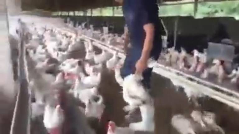Empleos en riesgo, pollos muertos y más de 18 millones de dólares de pérdidas para el sector avícola