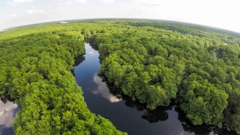 $!24 animales rescatados volvieron a su hábitat natural en el Yasuní