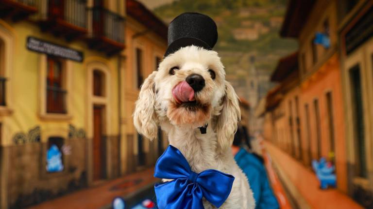 En las Fiestas de Quito, perritos vestidos de chullas están listos para ser adoptados