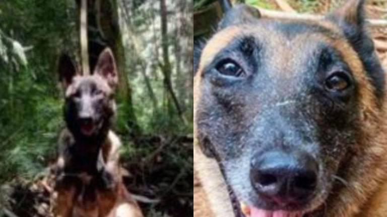 $!Estas son dos fotos reales compartidas por el Ejército colombiano de Wilson. Internautas han señalado la similitud que tendría con el can del video viral.