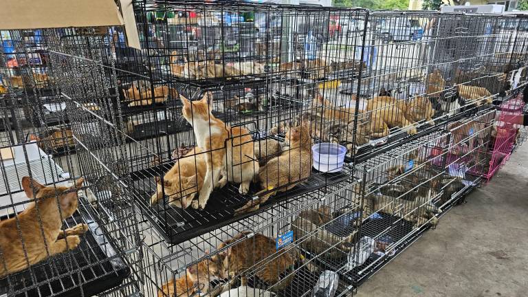 Rescatan a 400 gatos destinados al comercio ilegal de carne en Vietnam