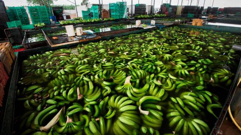 El sector bananero sentirá el impacto del COVID-19 en sus envíos a Europa
