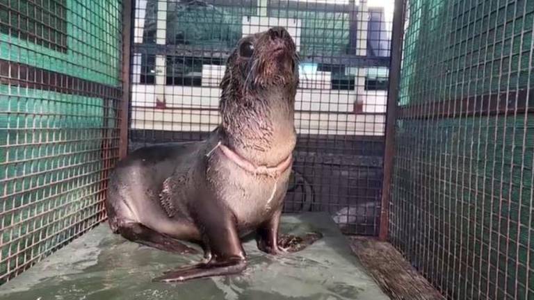 Rescatan en Argentina a un lobo marino con una enorme herida provocada por basura marina