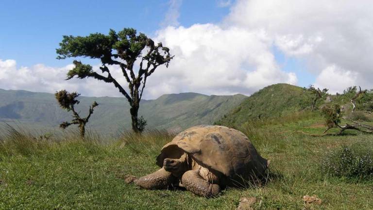La información genética contribuye a mejorar el manejo actual de quelonios (tortugas) de Galápagos, tanto en estado natural como en los centros de crianza.