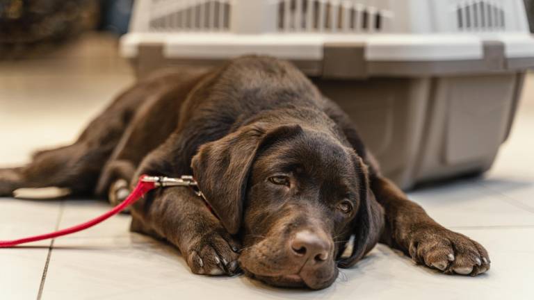 $!Un perro acostado en el piso con cara de tristeza.