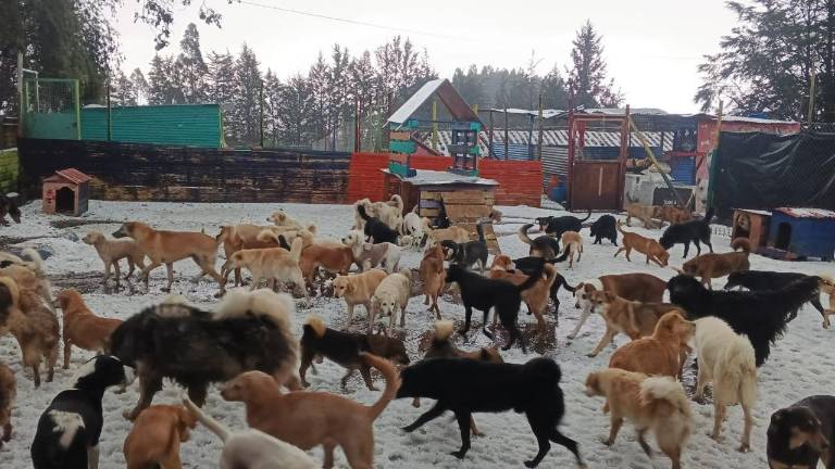 Emergencia en Quito: una fuerte granizada destruyó un refugio y dejó a 900 perros sin protección
