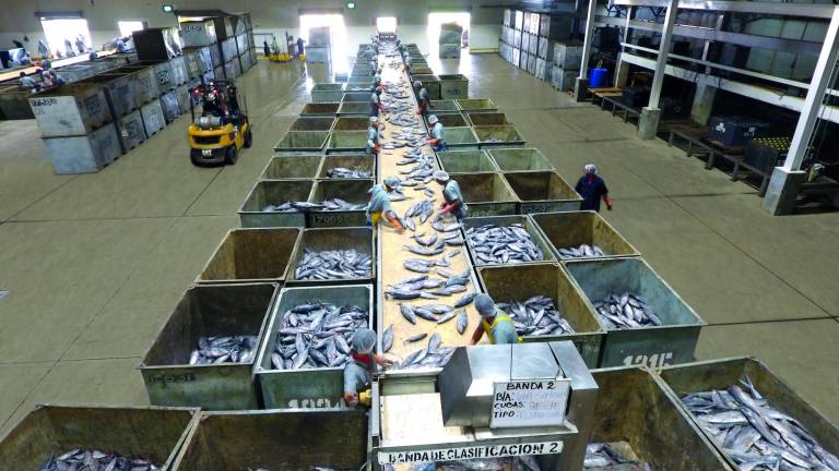 $!Cuando el océano se calienta, los peces migran o se van a las profundidades para buscar áreas más templadas. Esto afecta directamente al sector pesquero.