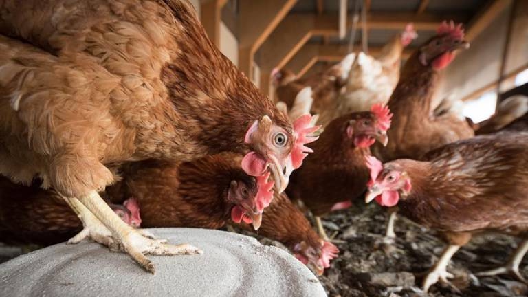 FAO activa protocolos ante brotes de influenza aviar en Ecuador