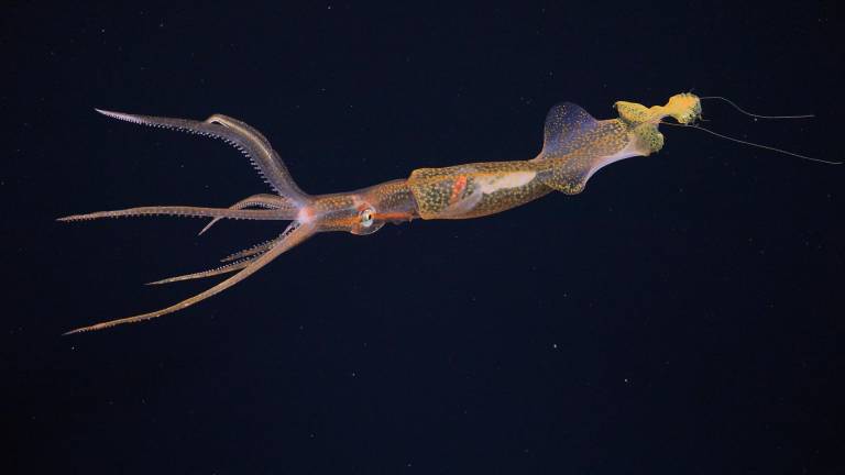 $!Fotografía cedida hoy por el Schmidt Ocean Institute que muestra un exótico calamar en las aguas profundas de la Islas Galápagos.