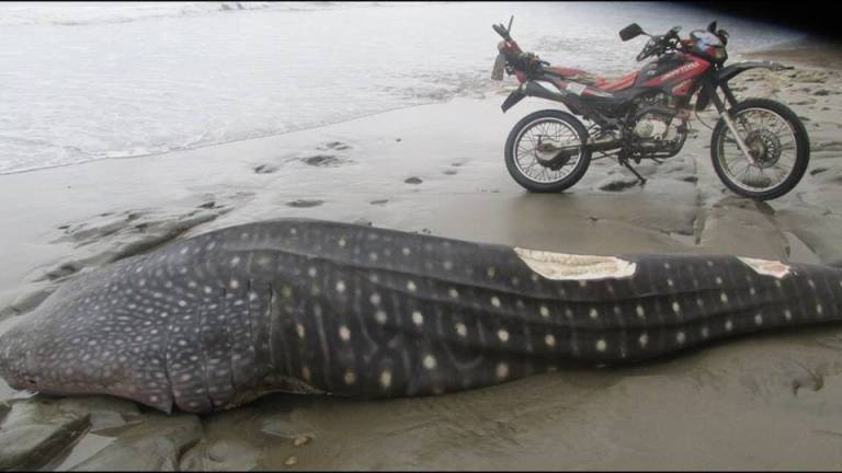 Ministerio del Ambiente investiga la muerte de un tiburón ballena