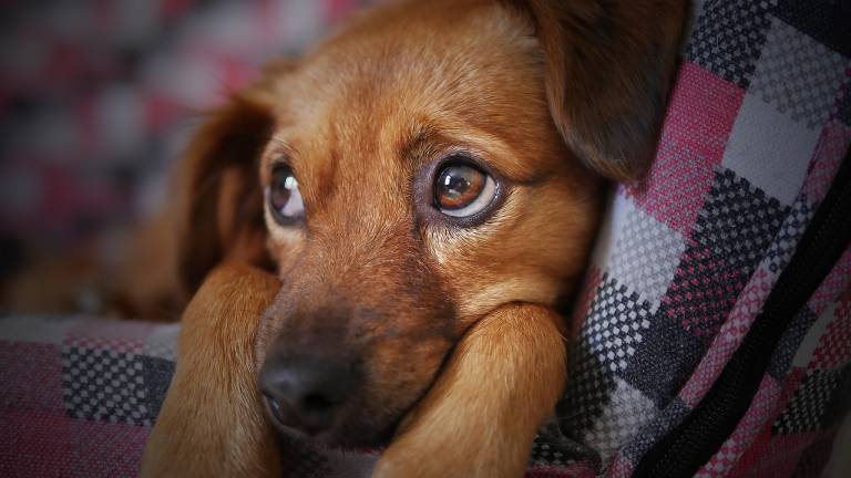 Cómo proteger a tus mascotas del estrés de la pirotecnia de Fin de Año