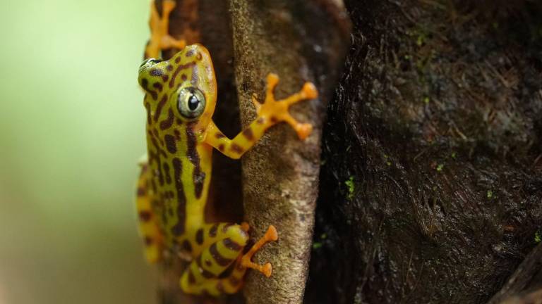 $!36 especies de anfibios habitan este ecosistema ubicado en La Maná, en Cotopaxi.