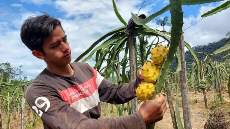 $!ECSA brinda asistencia técnica a agricultores locales de diversas cosechas como la pitahaya.