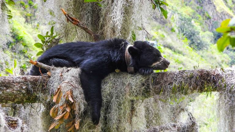 El biólogo que llevó al oso de anteojos a la pantalla grande