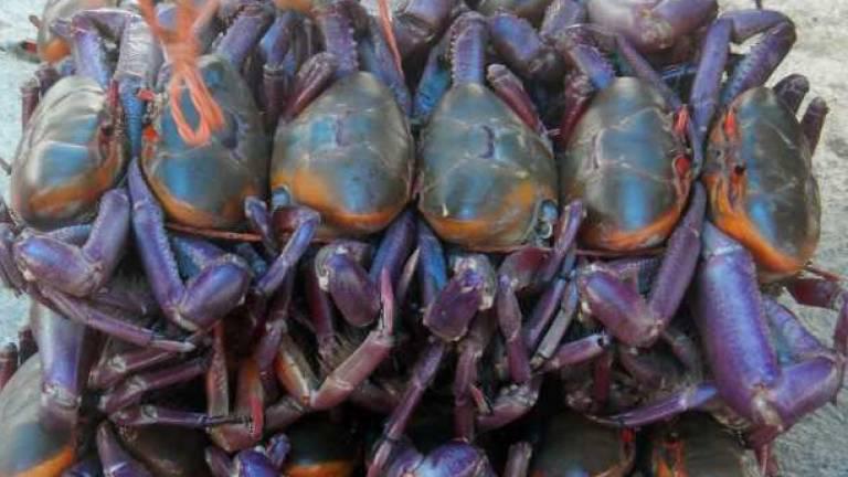 Finalizó la veda del cangrejo rojo y azul en el Ecuador