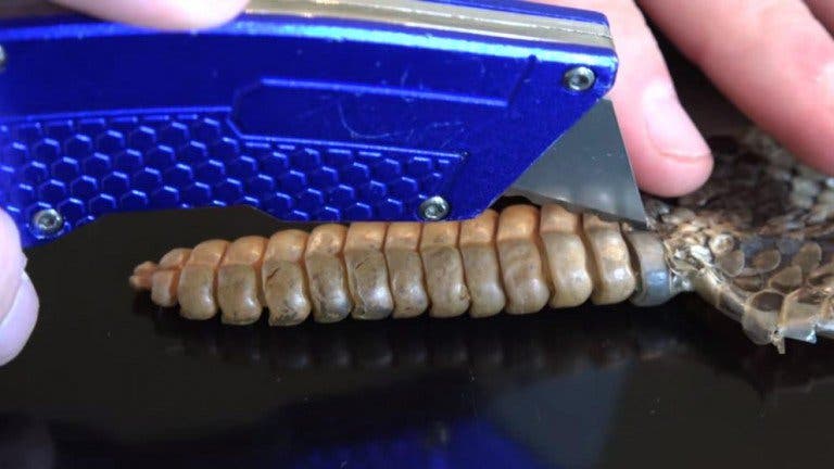 Video revela qué hay dentro de la cola de un cascabel