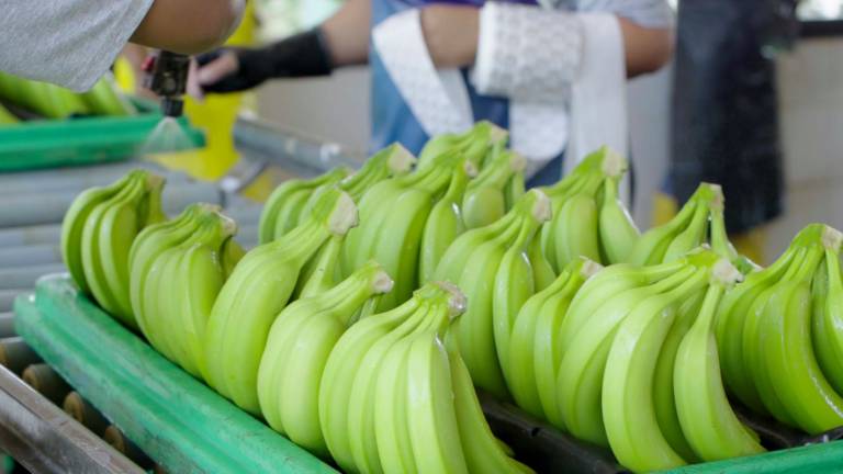 Récord bananero. Ecuador exportó 380 millones de cajas en 2020