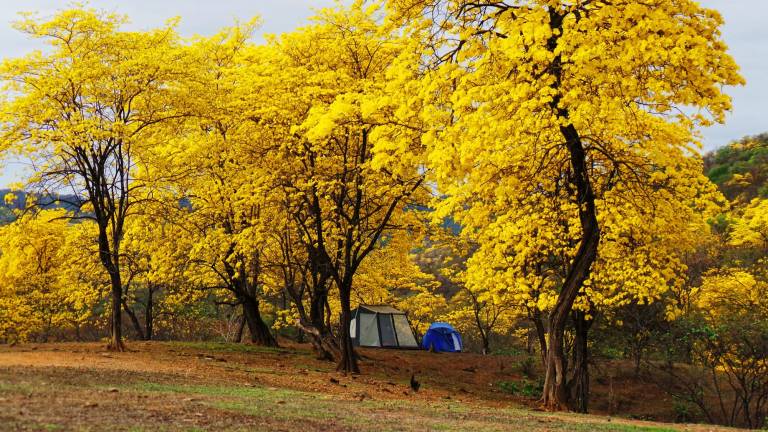 $!El florecimiento de los guayacanes es un evento natural de gran interés para los turistas.