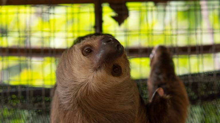 $!Samy, la herida que quedó por el corte de su mano puede apreciarse en el fondo. Foto: Suzanne Soria