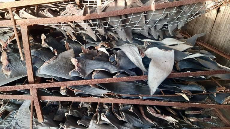 $!Decomisos de aletas de tiburón en Ecuador.