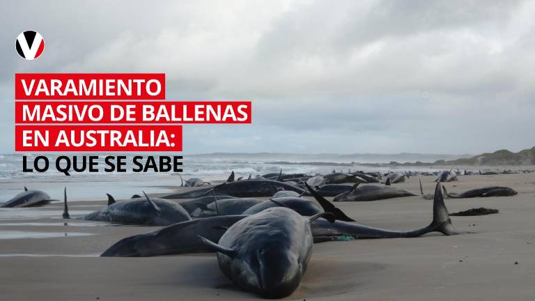 VIDEO | Varamiento masivo en Australia: más de 150 ballenas mueren o serán sacrificadas