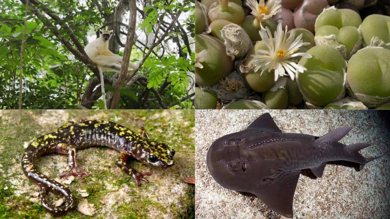 Iniciativa de Leonardo DiCaprio y Jeff Bezos destina USD 200 millones para salvar 100 especies, incluidas dos aves de Galápagos