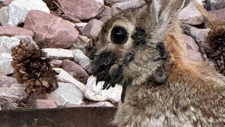 $!Virus del papiloma de Shope, una infección que afecta a los conejos de cola de algodón, como se observa en esta imagen.