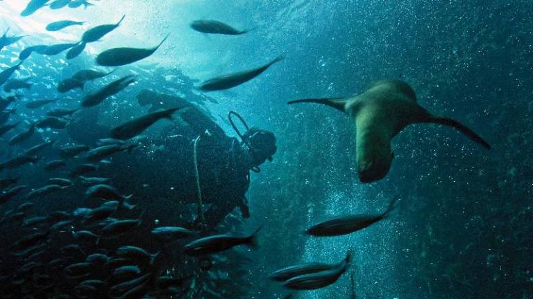 Comienza a regir la nueva reserva marina 'Hermandad' en torno a Galápagos